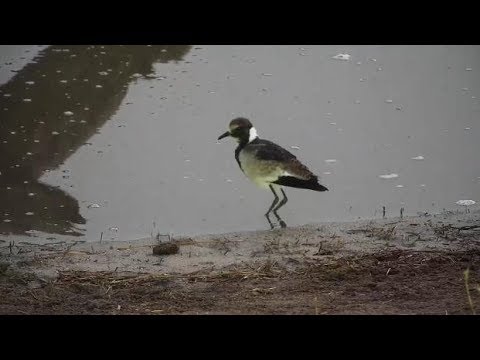 Djuma: Blacksmith Lapwing chick at the pan - 05:55 - 08/31/19
