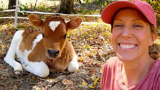 Baby Calf Gender and Name Reveal!!