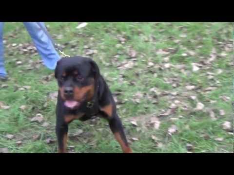 Açaime de metal reforçado para cão Rottweiler DINGO GEAR
