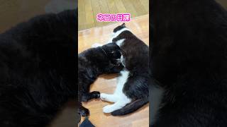 it's a cat.猫まみれ。やめられないとまらない。#ねこのいる生活 #猫 #cat#ハチワレ#黒猫#多頭飼い