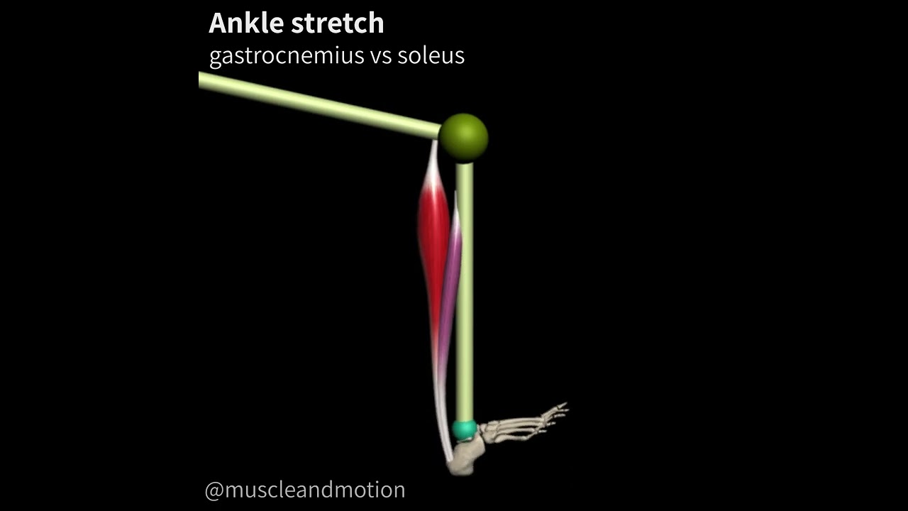 ANKLE MOBILITY 🙌