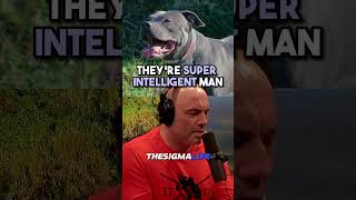 Why Pit Bulls Are the Nicest Dogs There Are - Joe Rogan