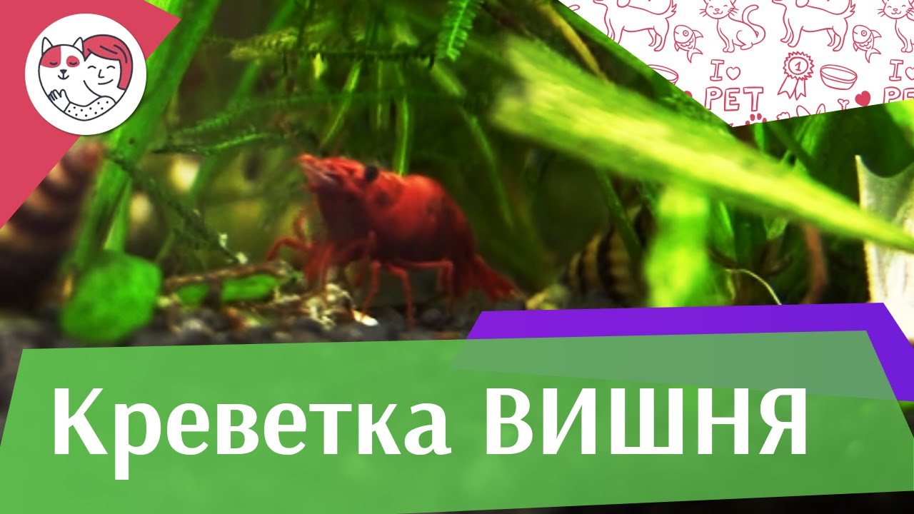 Креветка вишня Совместимость с другими обитателями аквариума на ilikepet