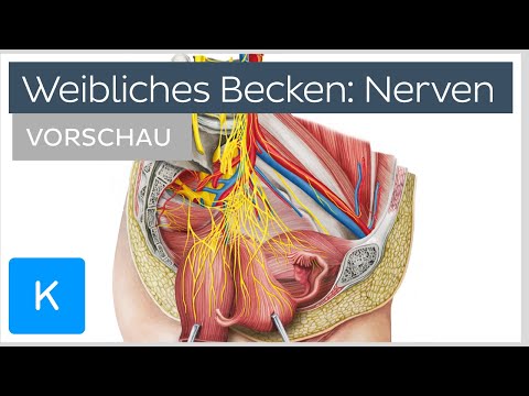 Weibliches Becken: Innervation und Nervenplexus (Vorschau) | Kenhub