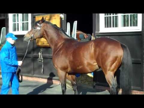 Dubawi at Darley Stud