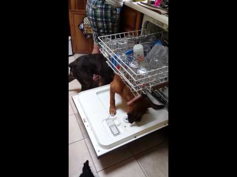 Bear in the dishwasher!