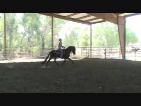 Aramis - Black PRE Andalusian Stallion FOR SALE 2015 Under Saddle Video