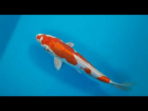 G4095 14 KIKUSUI 29 CM PARM OGATA