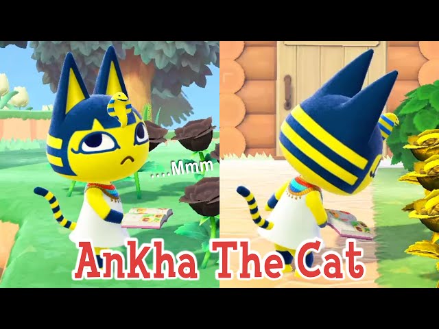 Ankha cat