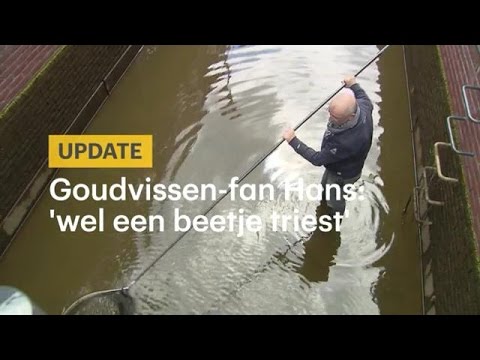 Goudvissen-fan Hans: ‘Ik vind het wel een beetje t - RTL NIEUWS