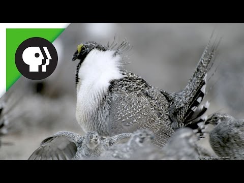 image-What is a lek grouse?
