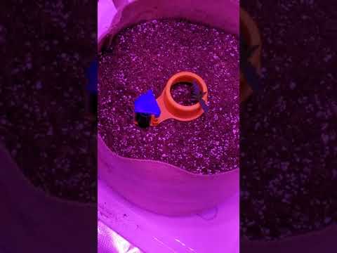 D63 from Germ/seed Slurricane