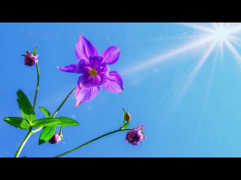 Calin Vint - Nu-ti pierde la necaz credinta