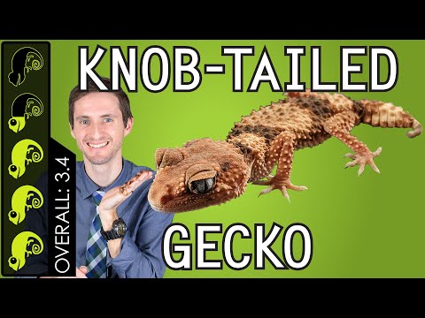 Knob-tailed Gecko, The Best Pet Lizard?