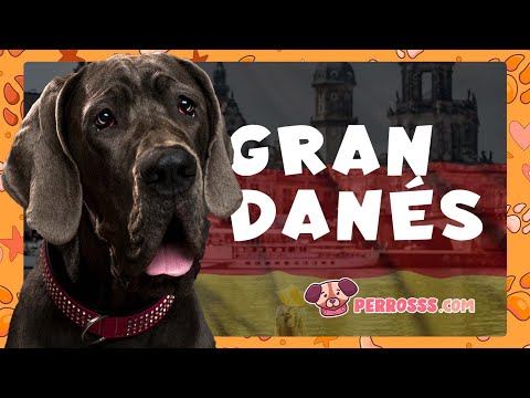 Guía oficial de Gran Danés