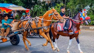 Download lagu NAIK KUDA | HORSE | KUDA DELMAN - KUDA mp3