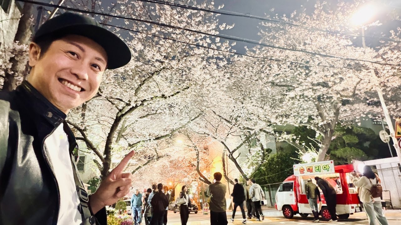 【LIVE】韓国・釜山の桜もキレイ過ぎた🌸