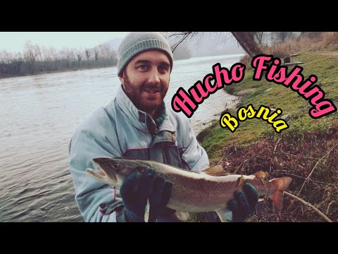 Mladica, kraljica Drine, 18. Decembar 2019  ( Hucho Fishing ) #fishing #fish #nature