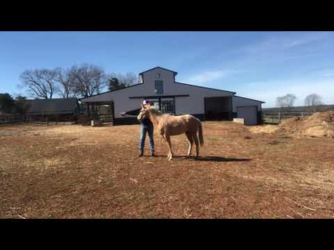 Teaching a young horse to lead