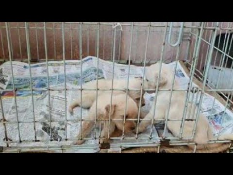 Golden Retriever female puppy for sale | Dog for sale | Funny playing video