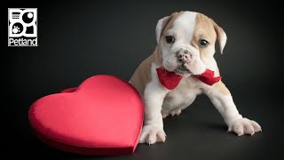 💟 You AARF The Best!
