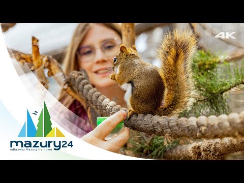 Atrakcje turystyczne na Mazurach - Wiewiórkarnia Wilkasy, 4K
