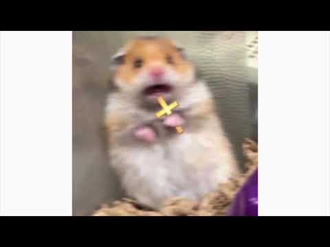 DC The Don - WORLD AT WAR! "FREE DC" ft. Burgerman & Sad Frosty (Prod. Astroboy)