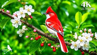 🐦 Peaceful Forest Bird Sounds | Nature Ambience for Deep Sleep, Relaxation & Stress Relief