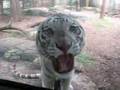 Tiger At Tampa Lowry Zoo