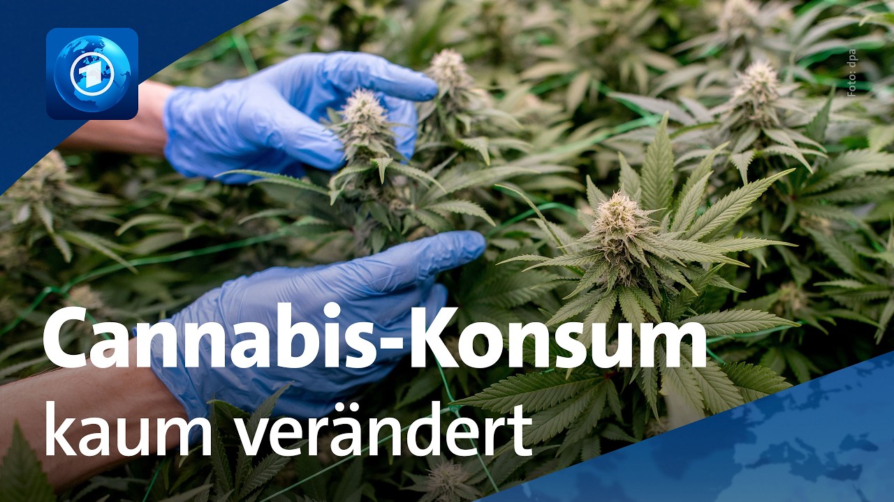 Cannabis-Teillegalisierung: Bilanz zwei Jahre nach Einführung