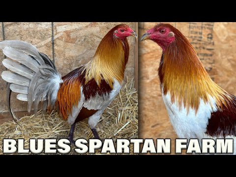 QUALITY !! Blues Pumpkin Hulsey Spartan Farm California - Beautiful Birds