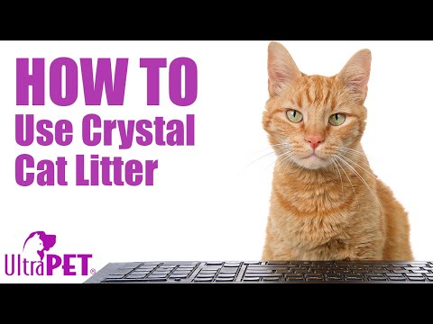 How-to-Use Non-Clumping Crystal Cat Litter