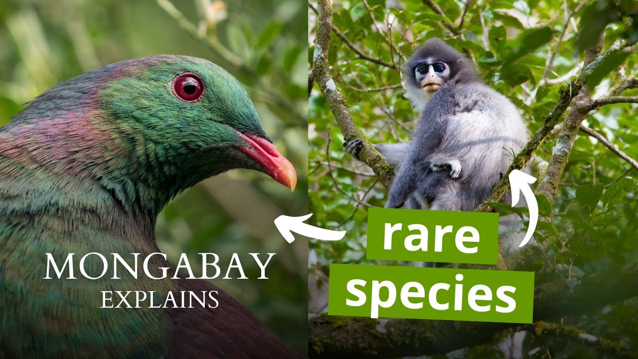 What is a paleoendemic species?