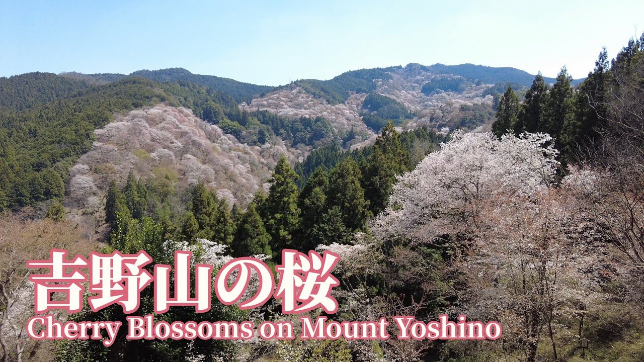 【奈良】吉野の桜 Cherry blossoms in Yoshino | Nara, Japan (2026)