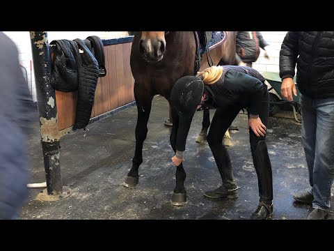 YouTube video about: How to find the perfect horse?