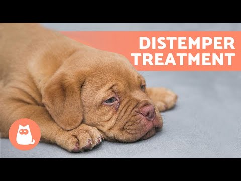 Treating DISTEMPER in DOGS at Home 🐶