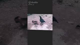 Download lagu pertarungan sengit ayam vs monyet mp3 Download lagu pertarungan sengit ayam vs monyet mp3