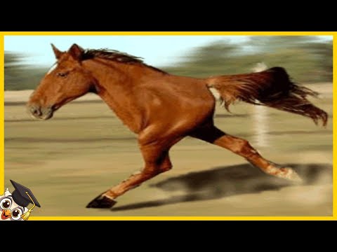 10 horses that are born only once in a thousand years