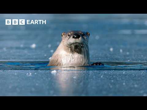 1 Hour of Yellowstone's Breathtaking Beauty | BBC Earth