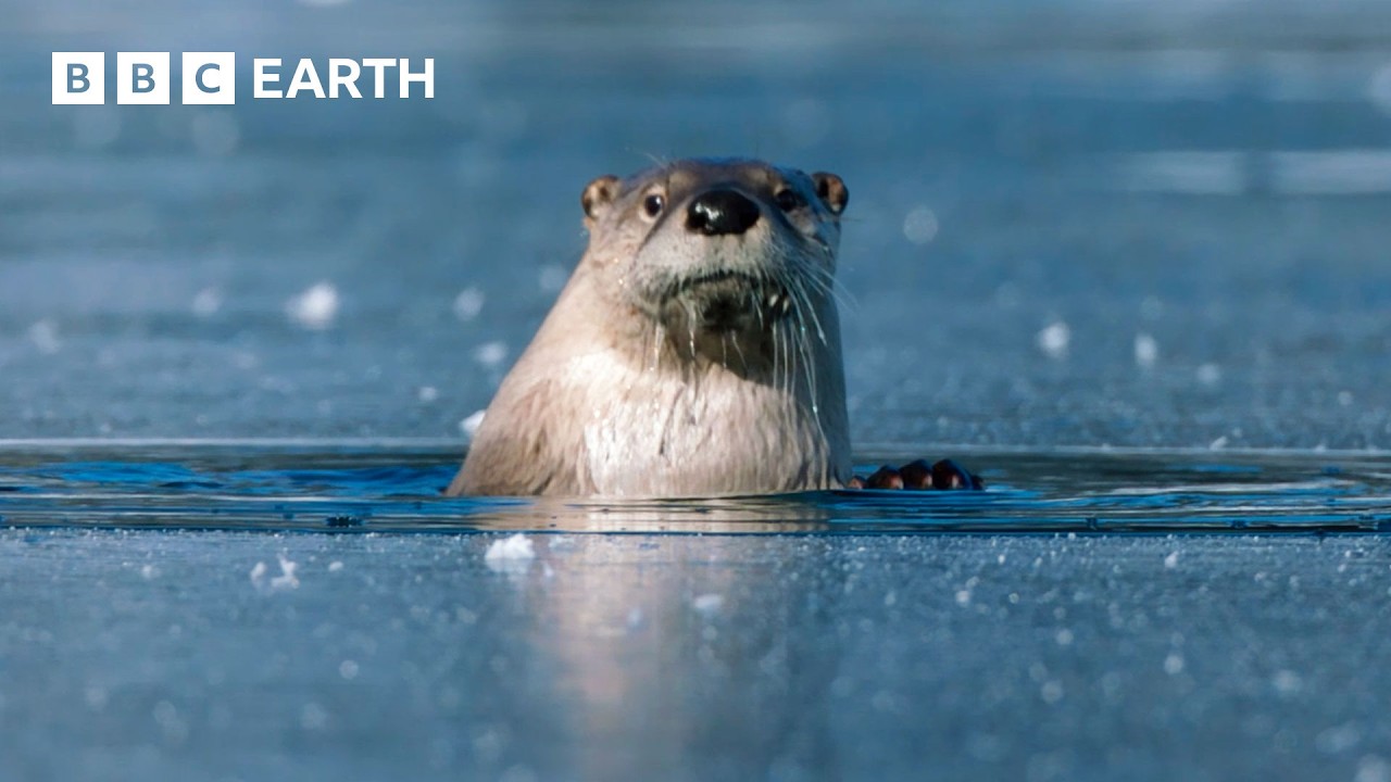 1 Hour of Yellowstone's Breathtaking Beauty | BBC Earth