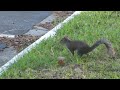 Eastern Grey Squirrels, April 4th, 2022, Savannah, GA