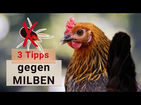 Die besten TIPPS gegen MILBEN im Hühnerstall 🐔 Hühnerhaltung