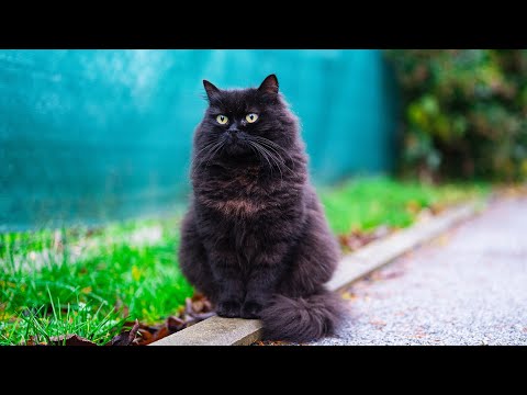 The Void Is Not Entertained