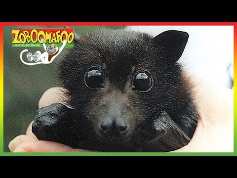 🦆 Zoboomafoo 255 | Flying Buddies | Animal shows for kids | Full Episodes | HD 🦆