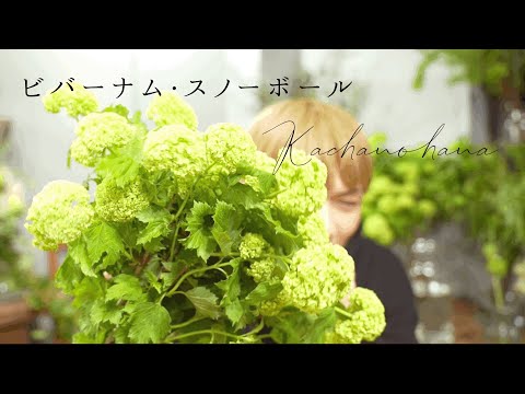 香りのスノーボール 植物