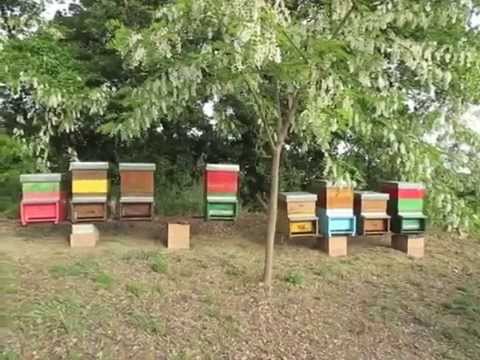 I sintomi quando apparì vermi Quanti il tempo è necessario fare la prova su un lyambliya