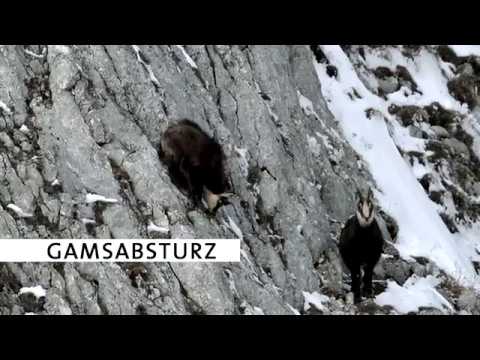 Gamsabsturz (ÖBf-Revier Altaussee)