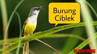 Download lagu Suara Mp3 Burung Ciblek Betina Ampuh Pikat Ciblek Jantan mp3
