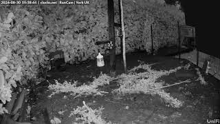 🔴 LIVE Chicken Cam – North Yorkshire Hens | Chicken Run | Clucks.net live webcam