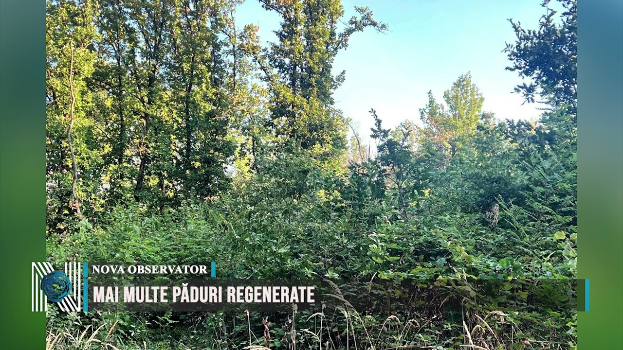 Mai multe păduri regenerate